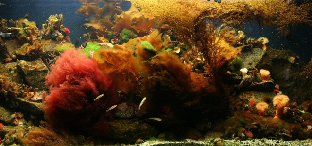 Coldwater marine aquarium Blog 2008 June