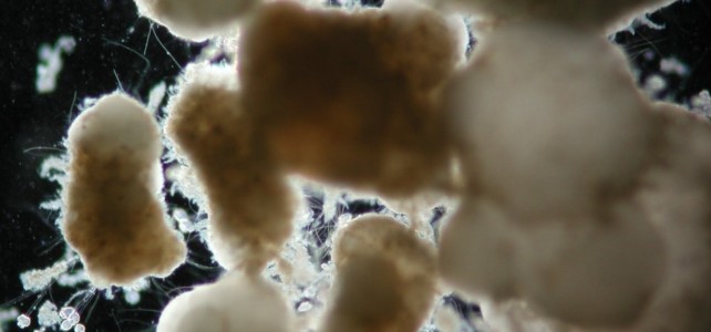 News about NEO-alginate